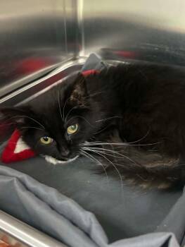 Darla -  Domestic Medium Hair Cat for Adoption in Covington, Virginia - Darla | PetCurious