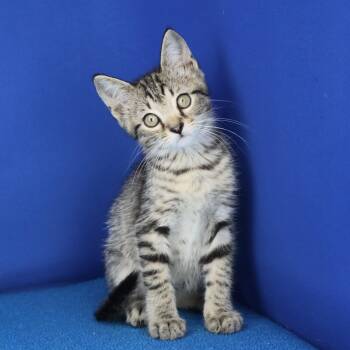 Winnie - 041803U -  Domestic Short Hair Cat for Adoption in Tupelo, Mississippi - Winnie - 041803U | PetCurious