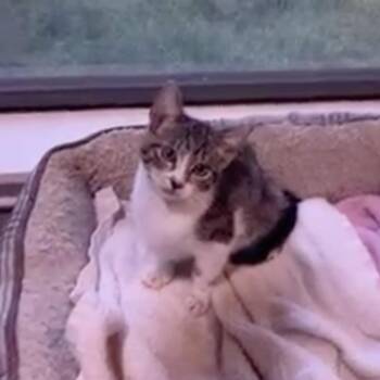 Kenzie -  Domestic Short Hair Cat for Adoption in Liverpool, Texas - Kenzie | PetCurious
