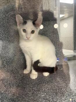Mulan -  Domestic Short Hair Cat for Adoption in Greenfield, Indiana - Mulan | PetCurious