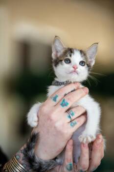 Domestic Short Hair Cats Available for Adoption in Los Angeles, California - Fennel | PetCurious