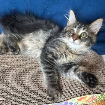 Axolotl -  Domestic Long Hair Cat Available for Adoption in Woodbury, New Jersey - Axolotl | PetCurious