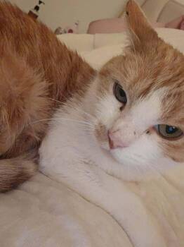 Domestic Short Hair Cats Available for Adoption - Chleo DT | PetCurious