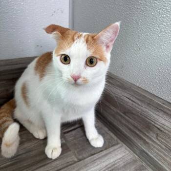 Calcifer -  Domestic Short Hair and Scottish Fold Cat for Adoption in West Des Moines, Iowa - Calcifer | PetCurious