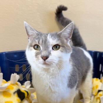 Domestic Short Hair Cats Available for Adoption - Kindling | PetCurious
