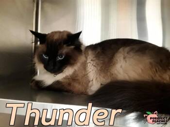 Rescue Himalayan Cats for Adoption in Douglasville, Georgia - Thunder | PetCurious