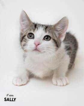 Sally -  Domestic Short Hair Cat for Adoption in Boone, Iowa - Sally | PetCurious