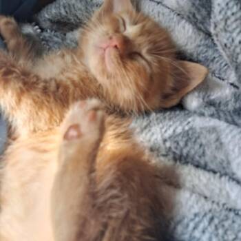 Tigger -  Domestic Short Hair Cat for Adoption in Columbia, Missouri - Tigger | PetCurious
