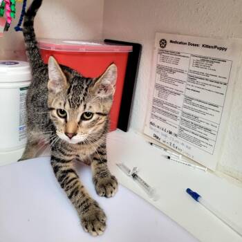 Taban -  Domestic Short Hair Cat for Adoption in Belfair, Washington - Taban | PetCurious