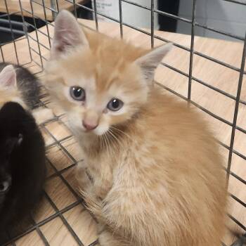 Doodle -  Domestic Short Hair Cat for Adoption in Edwardsville, Illinois - Doodle | PetCurious
