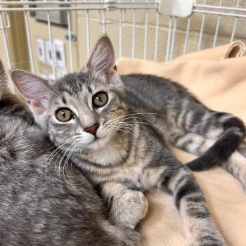 Scootaloo -  Domestic Short Hair Cat for Adoption in Myerstown, Pennsylvania - Scootaloo | PetCurious