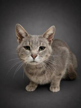 Rafiki -  Domestic Short Hair Cat Available for Adoption in Bowling Green, Kentucky - Rafiki | PetCurious