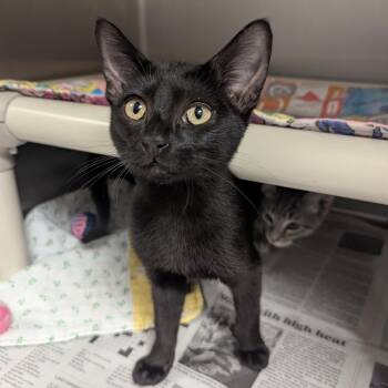 Bright -  Domestic Short Hair Cat for Adoption in Springfield, Illinois - Bright | PetCurious