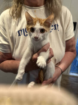 Rescue Domestic Short Hair Cats for Adoption in Willcox, Arizona - Milkshake | PetCurious