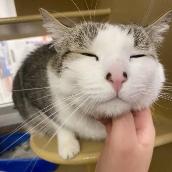 Domestic Short Hair Cats Available for Adoption - Whiskers | PetCurious