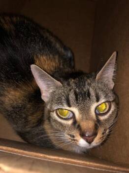 Domestic Short Hair Cats Available for Adoption in Dallas, Texas - RANG-EE | PetCurious