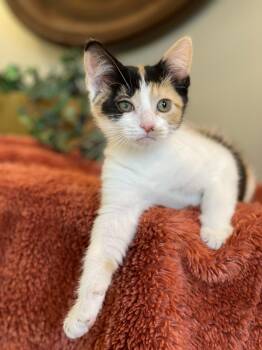 Reba - PENDING -  Calico Cat for Adoption in Taylor, Michigan - Reba - PENDING | PetCurious