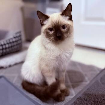 Yeti Crock -  Domestic Short Hair Cat for Adoption in Eagle Mountain, Utah - Yeti Crock | PetCurious