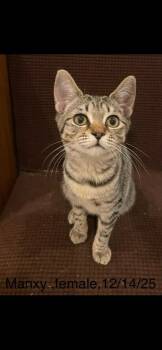 Domestic Short Hair Cats Available for Adoption - Tigger | PetCurious