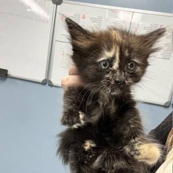 Domestic Short Hair Cats Available for Adoption in Saint Joseph, Missouri - Lauryn Hill | PetCurious