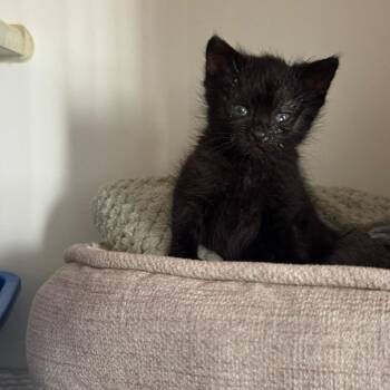 Domestic Medium Hair Cats Available for Adoption in San Pablo, California - Penelope | PetCurious