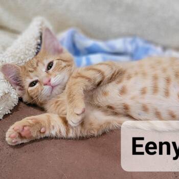 Tango (Eeny) -  Domestic Short Hair Cat for Adoption in Madisonville, Tennessee - Tango (Eeny) | PetCurious