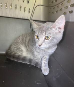 Domestic Short Hair Cats Available for Adoption in Clarksville, Tennessee - Tay | PetCurious