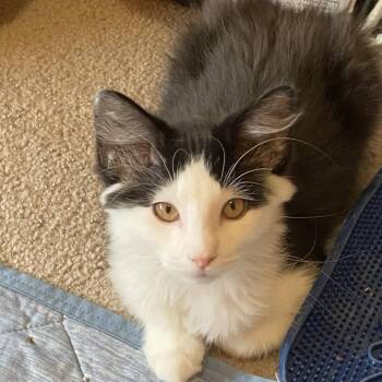 Siesta -  Domestic Medium Hair Cat for Adoption in Grand Rapids, Minnesota - Siesta | PetCurious