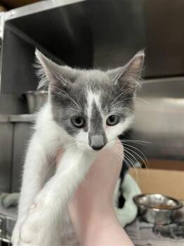 Jolene -  Domestic Short Hair Cat for Adoption in West Chester, Pennsylvania - Jolene | PetCurious