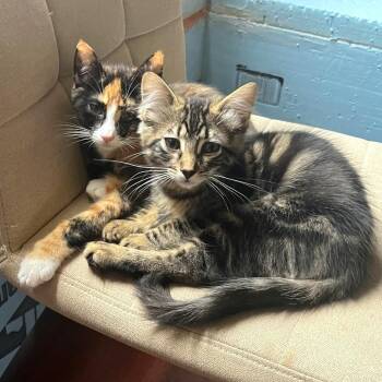Stitch -  Domestic Medium Hair and Domestic Short Hair Cat for Adoption in Woodinville, Washington - Stitch | PetCurious