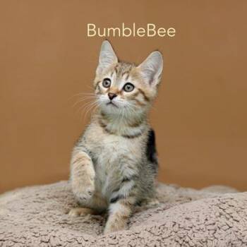 Bumblebee -  Domestic Short Hair Cat for Adoption in Parma, Ohio - Bumblebee | PetCurious