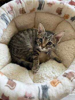 Rescue Domestic Short Hair Cats for Adoption in Deltona, Florida - Cindy Brady | PetCurious