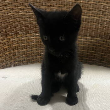 Rescue Domestic Short Hair Cats for Adoption - Theodore | PetCurious