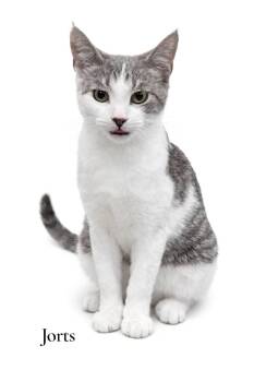 Domestic Short Hair Cats Available for Adoption - Jorts | PetCurious