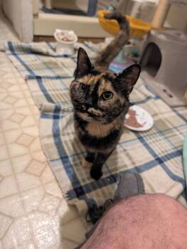 Torracat -  Domestic Short Hair Cat for Adoption in West Mifflin, Pennsylvania - Torracat | PetCurious