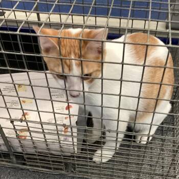 Spot -  Domestic Short Hair Cat for Adoption in Montgomery, Alabama - Spot | PetCurious