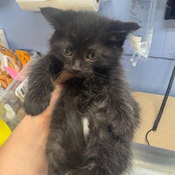 Valentina -  American Shorthair Cat for Adoption in Tipton, Iowa - Valentina | PetCurious