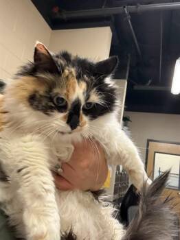 A614402 -  Domestic Medium Hair Cat for Adoption in Modesto, California - A614402 | PetCurious
