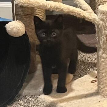 Domestic Short Hair Cats Available for Adoption in Lenexa, Kansas - Dean | PetCurious