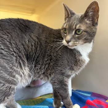 Speedy -  Persian Cat for Adoption in Harrisonburg, Virginia - Speedy | PetCurious