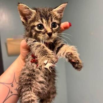 Snickers -  Domestic Short Hair Cat for Adoption in Edwardsville, Illinois - Snickers | PetCurious