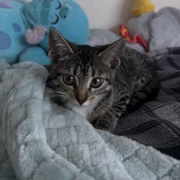 Rescue Tabby Cats for Adoption in Columbia, South Carolina - Tabitha | PetCurious