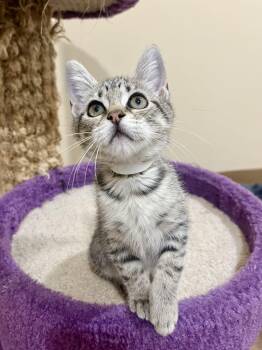 Rescue Domestic Short Hair Cats for Adoption in Agoura Hills, California - Pandora | PetCurious