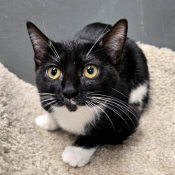 Petal -  Domestic Short Hair Cat for Adoption in Buffalo, New York - Petal | PetCurious