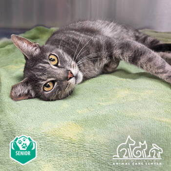Rescue Domestic Short Hair Cats for Adoption in Irvine, California - PICKLES | PetCurious