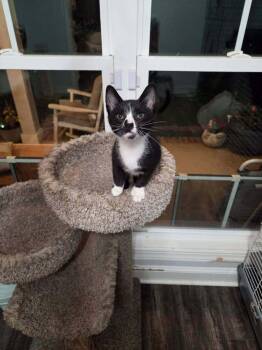 Lil Jon -  Domestic Short Hair Cat for Adoption in Statesboro, Georgia - Lil Jon | PetCurious