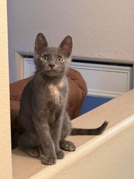 Ruby Hopscotch -  Domestic Short Hair and Dilute Tortoiseshell Cat for Adoption in Chandler, Arizona - Ruby Hopscotch | PetCurious