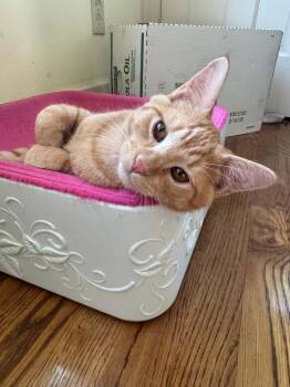 Parton -  Domestic Short Hair Cat for Adoption in Shawnee, Kansas - Parton | PetCurious