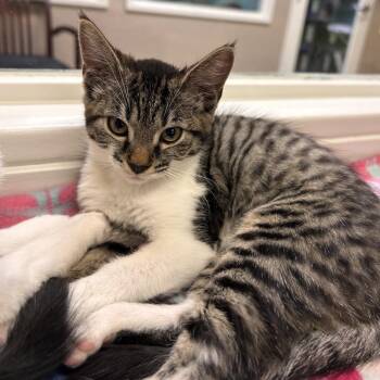Leslie -  Domestic Short Hair Cat for Adoption in Fresno, California - Leslie | PetCurious