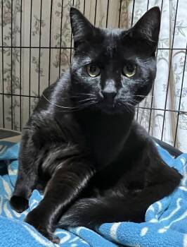 Rescue Domestic Short Hair Cats for Adoption in Bloomfield, New Jersey - Louise | PetCurious